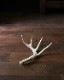 Deer Antler L-No.06�ü��γ� L-No.06