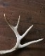 Deer Antler L-No.06�ü��γ� L-No.06