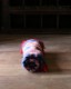 Camp Blanket /A�å����ץ֥�󥱥å�