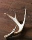 Deer Antler L-No.07�ü��γ� L-No.07