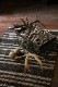 Deer Antler L-No.07�ü��γ� L-No.07