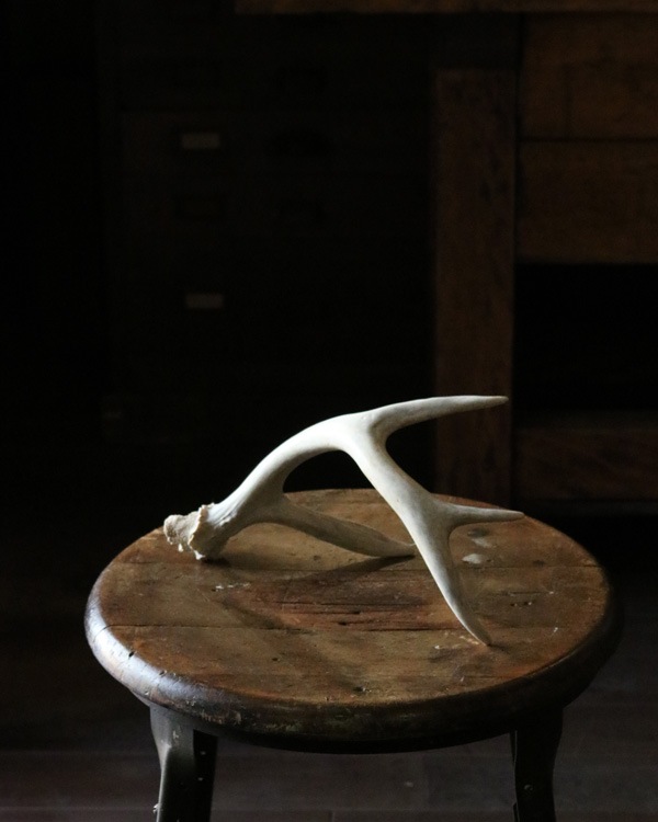 Deer Antler S-No.01üγ S-No.01