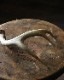 Deer Antler S-No.03�ü��γ� S-No.03