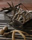 Deer Antler S-No.03�ü��γ� S-No.03