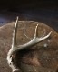 Deer Antler S-No.03�ü��γ� S-No.03