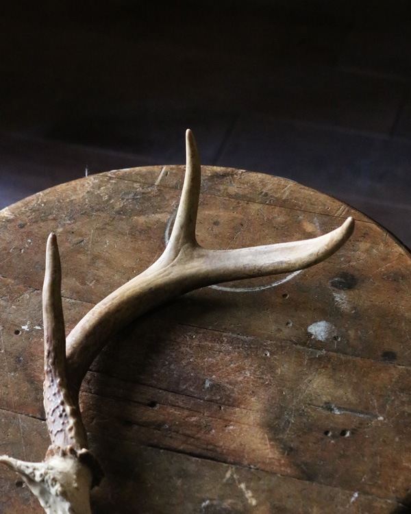 Deer Antler S-No.05�ü��γ� S-No.05