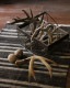 Deer Antler S-No.02�ü��γ� S-No.02