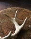 Deer Antler S-No.02�ü��γ� S-No.02