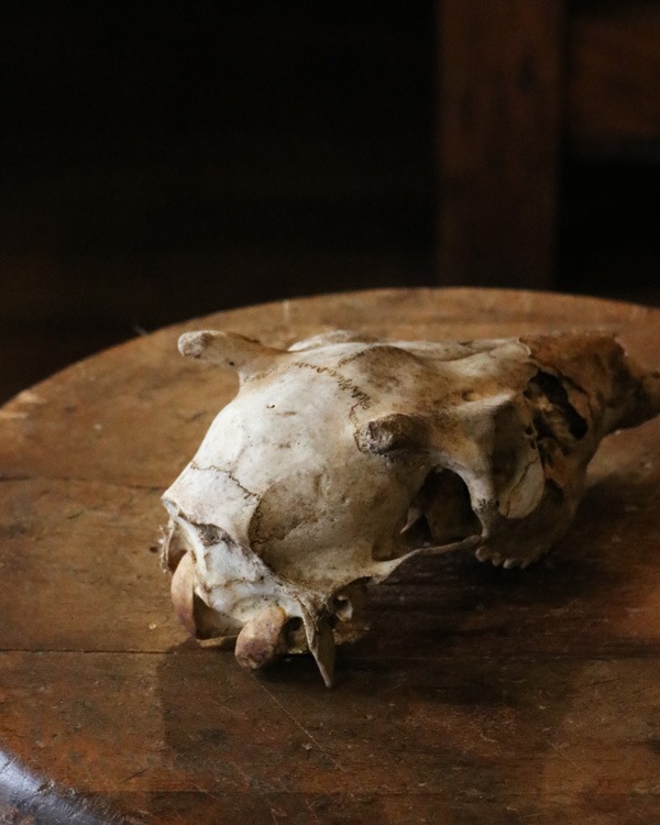 Coyote Skull A｜コヨーテの頭骨 A