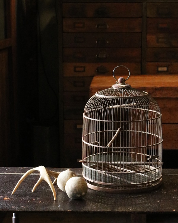 Bird Cage｜鳥かご