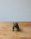 Bulldog Ornament�å֥�ɥå������ʥ���