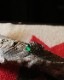U.S.ARMY Military Police Memorial Ring A��U.S.ARMY �ߥ꥿�꡼�ݥꥹ ���ꥢ���� A