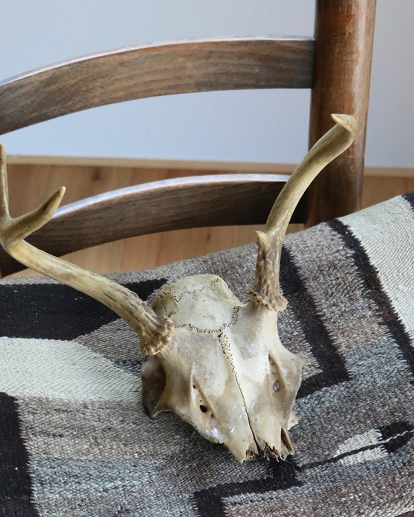 Deer Skull üƬ