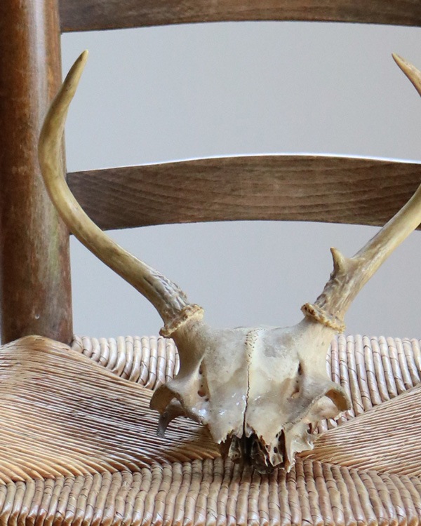 Deer Skull üƬ