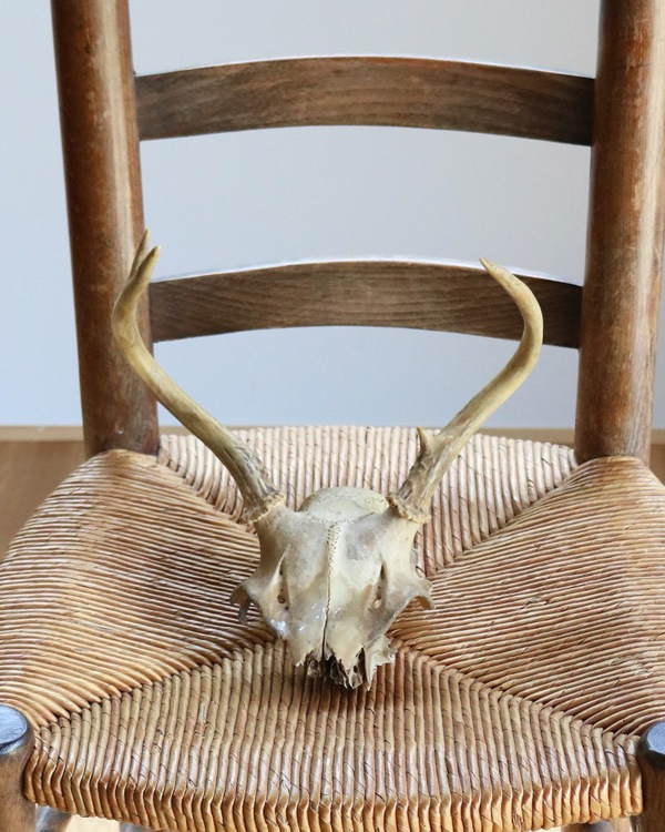 Deer Skull üƬ