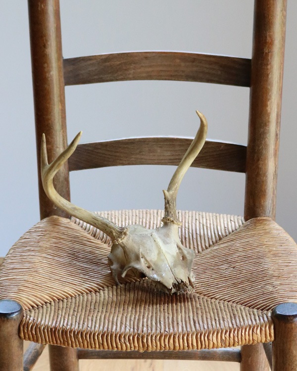 Deer Skull üƬ