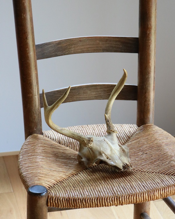 Deer Skull üƬ