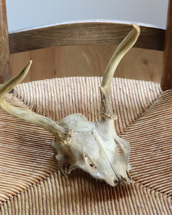 Deer Skull üƬ