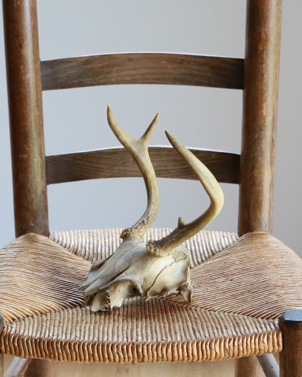Deer Skull üƬ