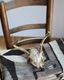 Deer Skull üƬ