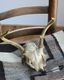 Deer Skull üƬ