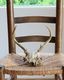 Deer Skull üƬ