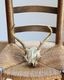 Deer Skull üƬ