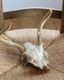 Deer Skull üƬ