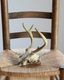 Deer Skull üƬ