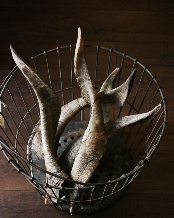 Goat Horn B�û��Ӥγ� B