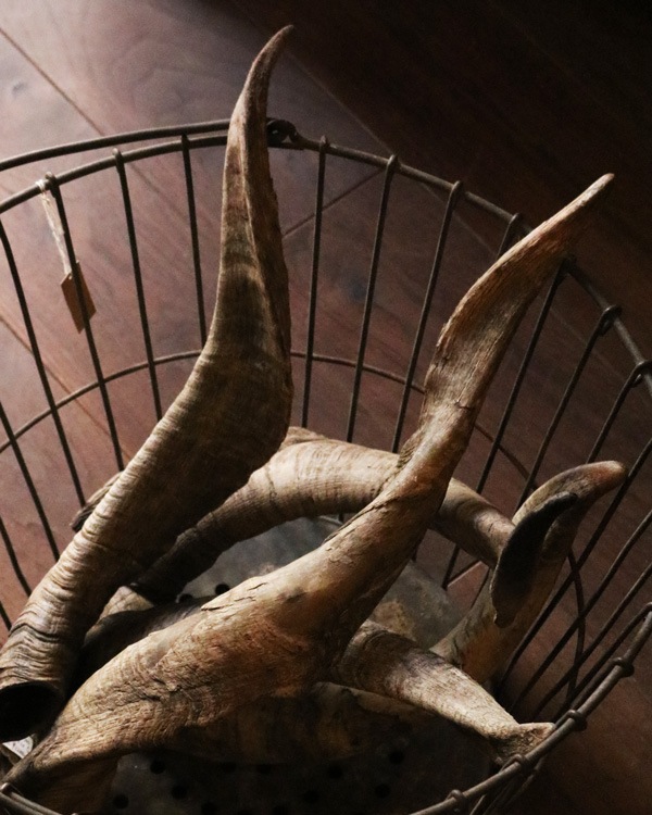 Goat Horn B�û��Ӥγ� B