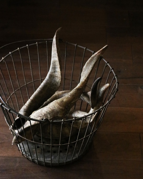 Goat Horn B�û��Ӥγ� B