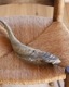 Goat Horn B�û��Ӥγ� B