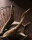 Goat Horn B�û��Ӥγ� B