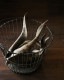 Goat Horn B�û��Ӥγ� B