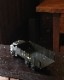 U.S.ARMY Toy Truck A�å����ߡ� �ȥ��ȥ�å� A