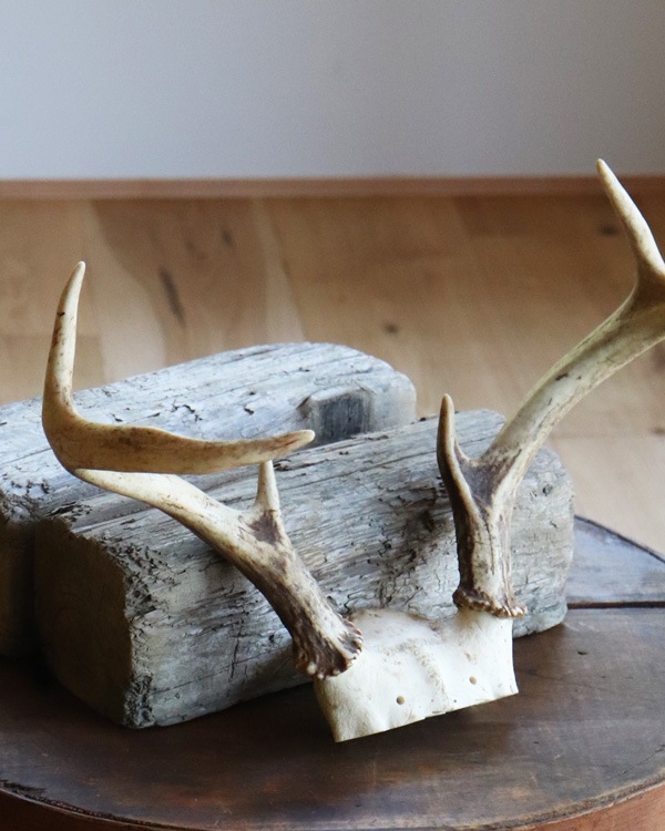 Deer Antler H-No.01�ü��γ� H-No.01