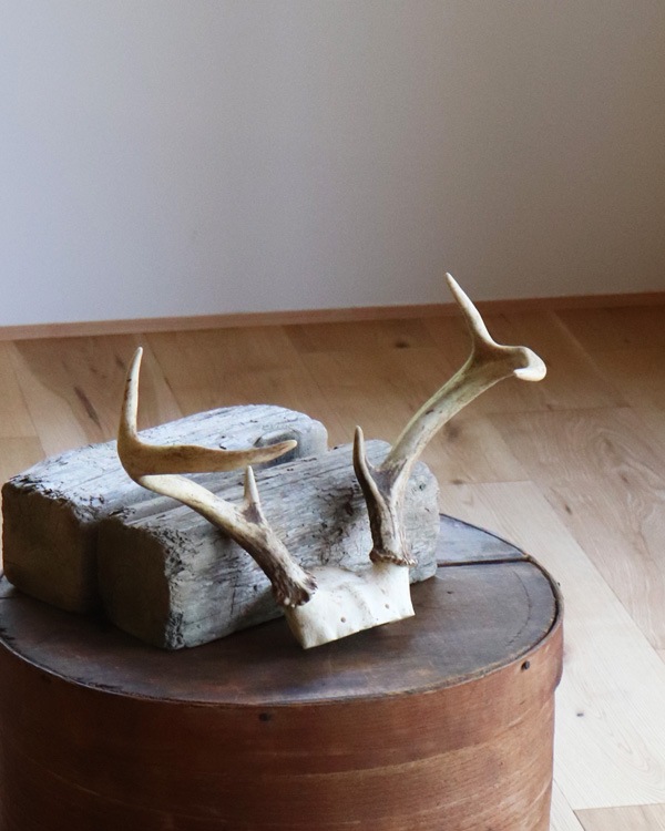 Deer Antler H-No.01�ü��γ� H-No.01