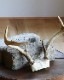 Deer Antler H-No.01�ü��γ� H-No.01
