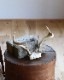 Deer Antler H-No.01�ü��γ� H-No.01