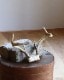 Deer Antler H-No.01�ü��γ� H-No.01