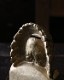 Gold Indian Coin Bank�å���ǥ�����Υ�����Х�