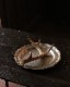 Pewter Plate�åԥ塼�����ץ졼��