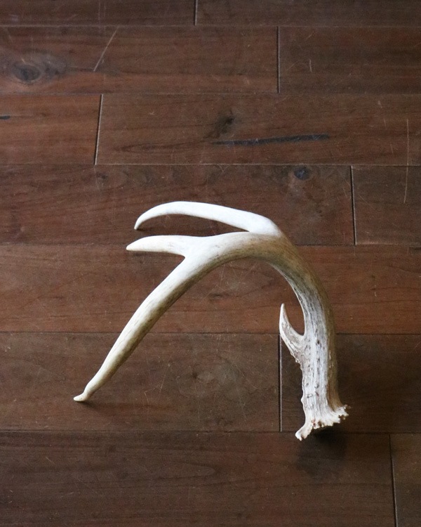 Deer Antler L-No.02üγ L-No.02