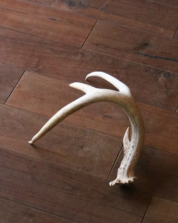 Deer Antler L-No.02üγ L-No.02