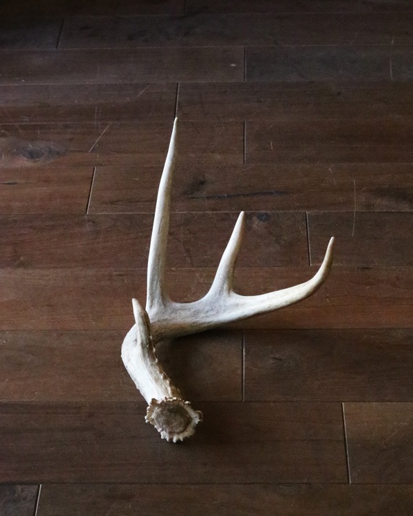 Deer Antler L-No.02üγ L-No.02