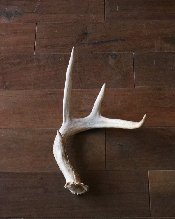 Deer Antler L-No.02üγ L-No.02