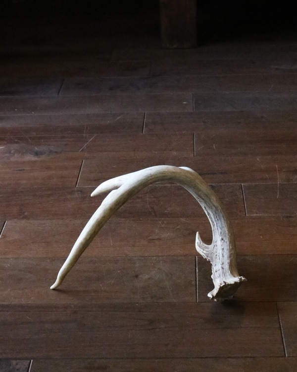 Deer Antler L-No.02üγ L-No.02