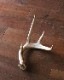 Deer Antler L-No.02üγ L-No.02