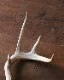 Deer Antler L-No.02üγ L-No.02
